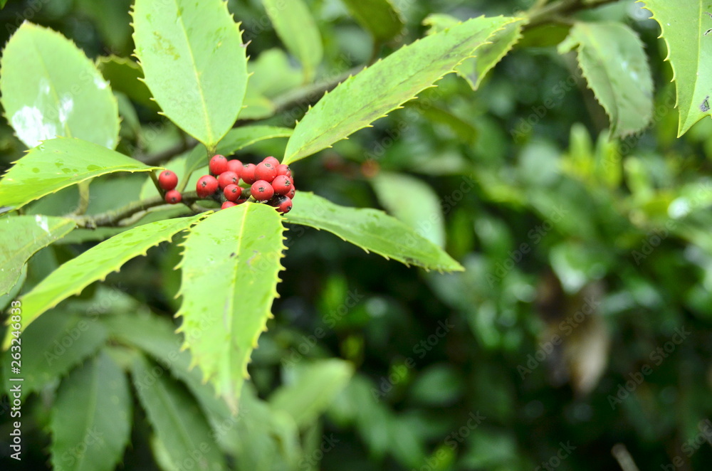 red berries on a branch red berries on a branch