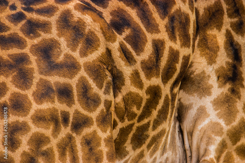 texture of a giraffe skin © Miki