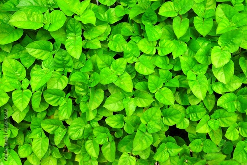 Wallpaper Mural Green Leaves Background. Torontodigital.ca