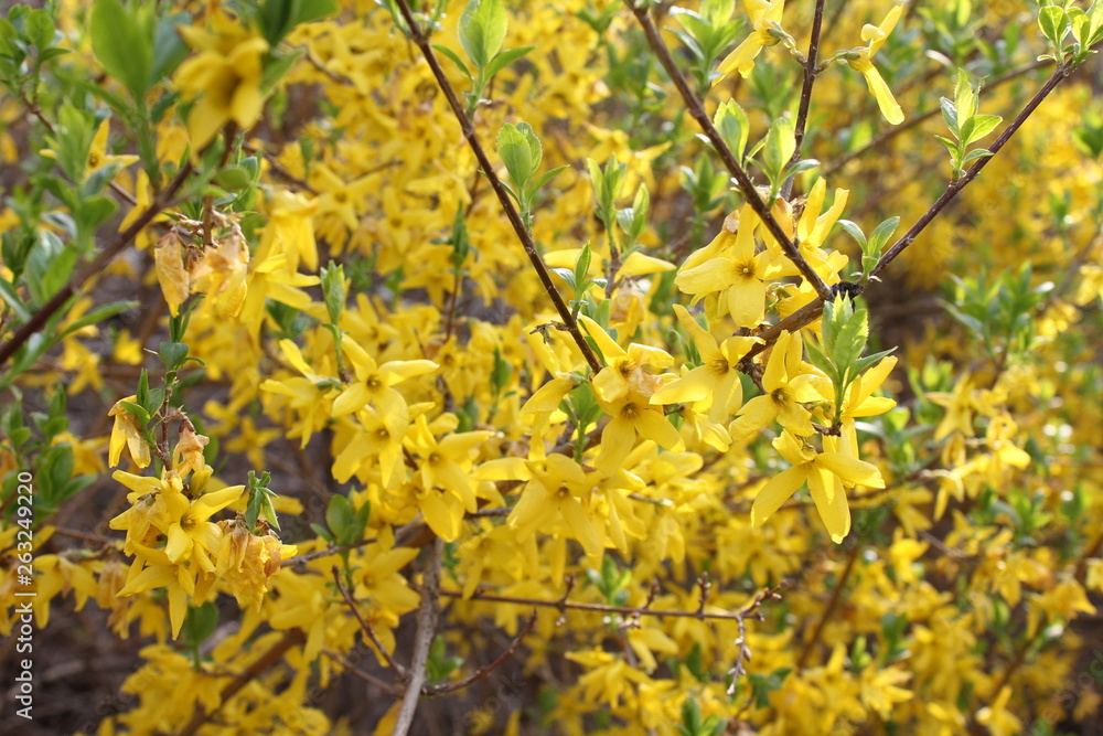 Obraz premium 아름다운 봄꽃들