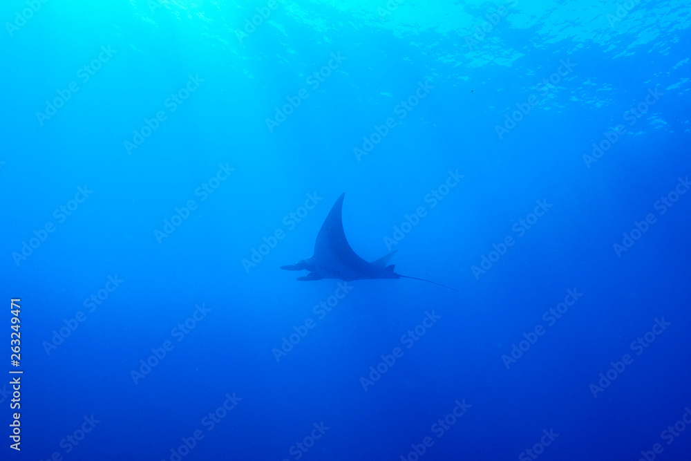 Fototapeta premium 小笠原の海を泳ぐマンタ