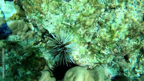 A white thorn sea urchin above the coral, a rare species I have ever see. The coral reef was natural wonder under the sea, the views it offers are astonishing.