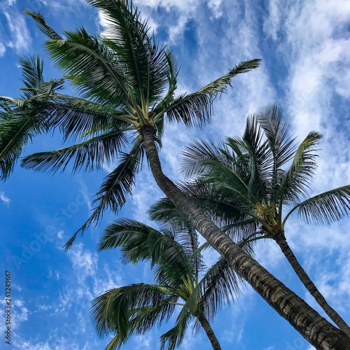 Sunny palm trees swaying in wind