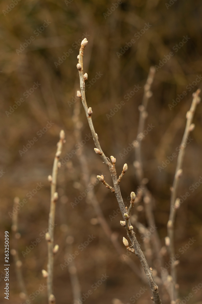 Young shoots of trees Young shoots of trees