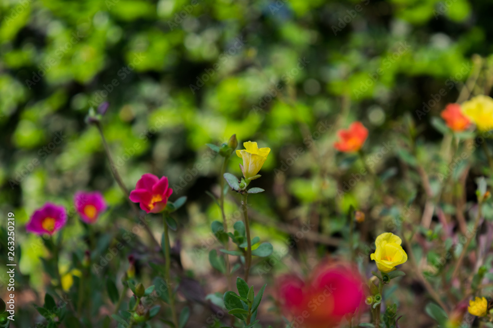 flower image flower image