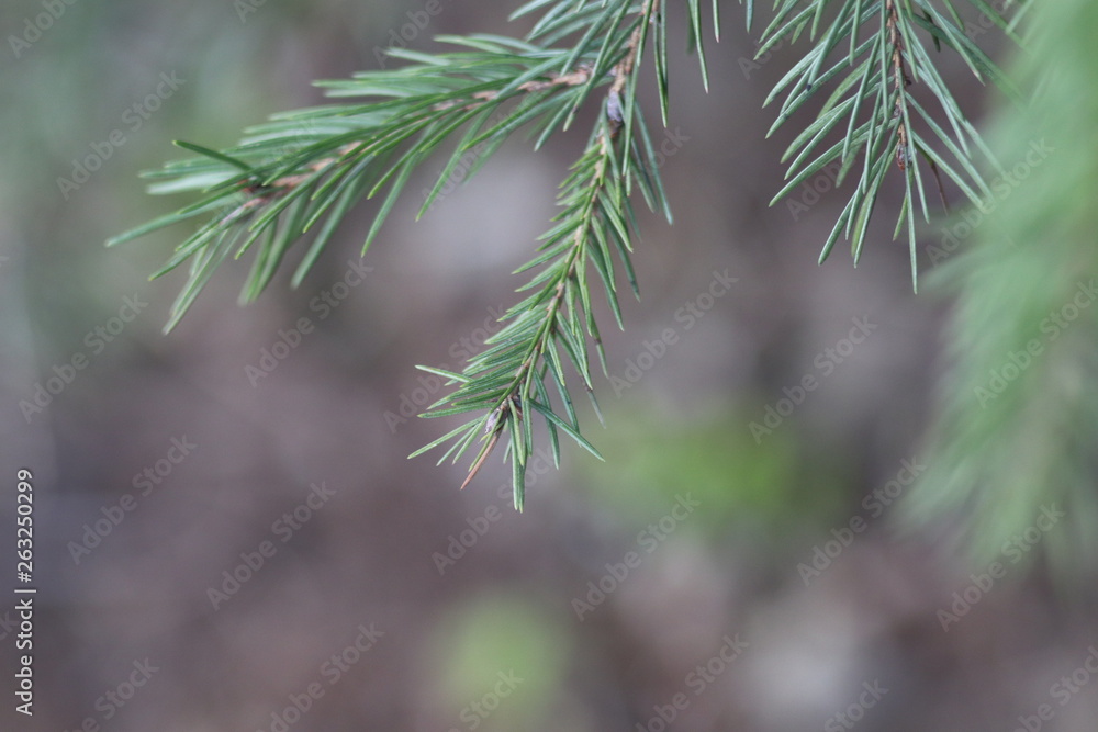 green sprig of pine green sprig of pine