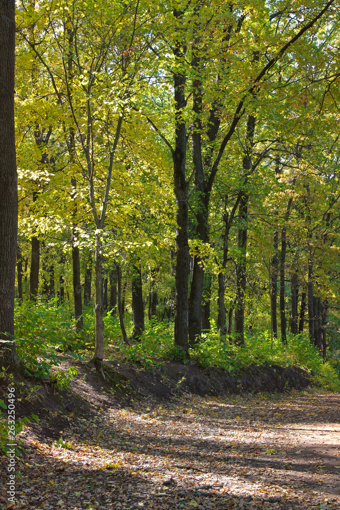 Fototapeta premium Beautiful trees in the autumn forest