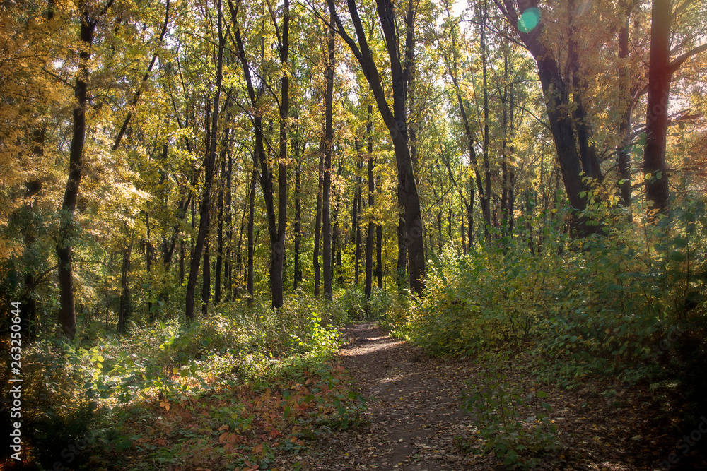 Beautiful trees in the autumn forest