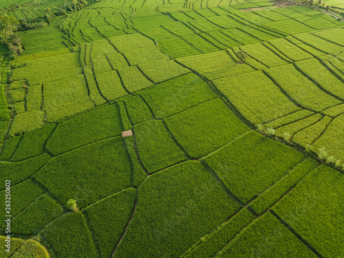 Aerial view of rice fields, Bali, Indonesia