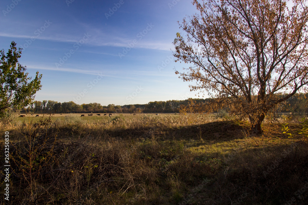 landscape autumn meadow