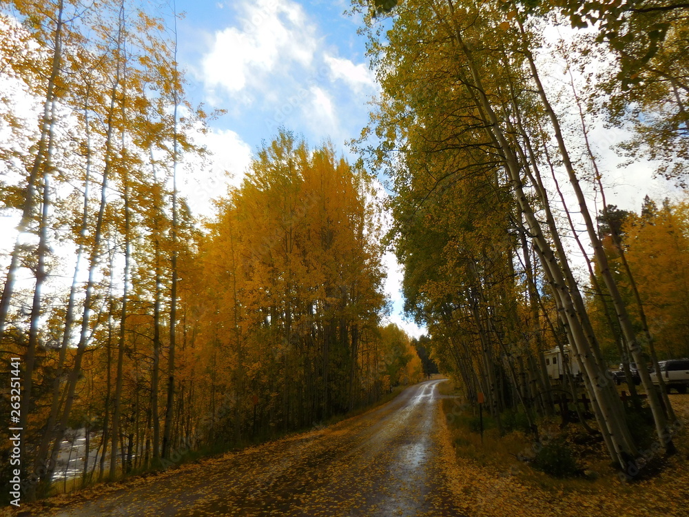 Fototapeta premium Arizona’s White Mountains Aspen and acorn Oak autumn colors near Big Lake and the high mountain log cabin community of Greer.