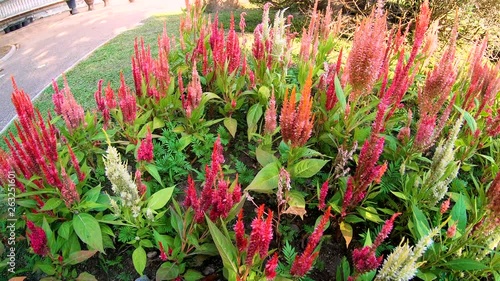 Colourful Celosia Flower at the Garden of a temple in Phuket, Thailand. Meticulously maintained, flowering meadows glowing up healthly, appreciates consistency.