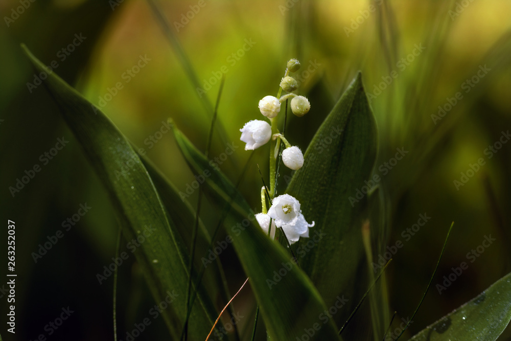 Obraz premium Lilies of the valley. Herb with fragrant white bells flowers. Dew drops. Morning. Spring.