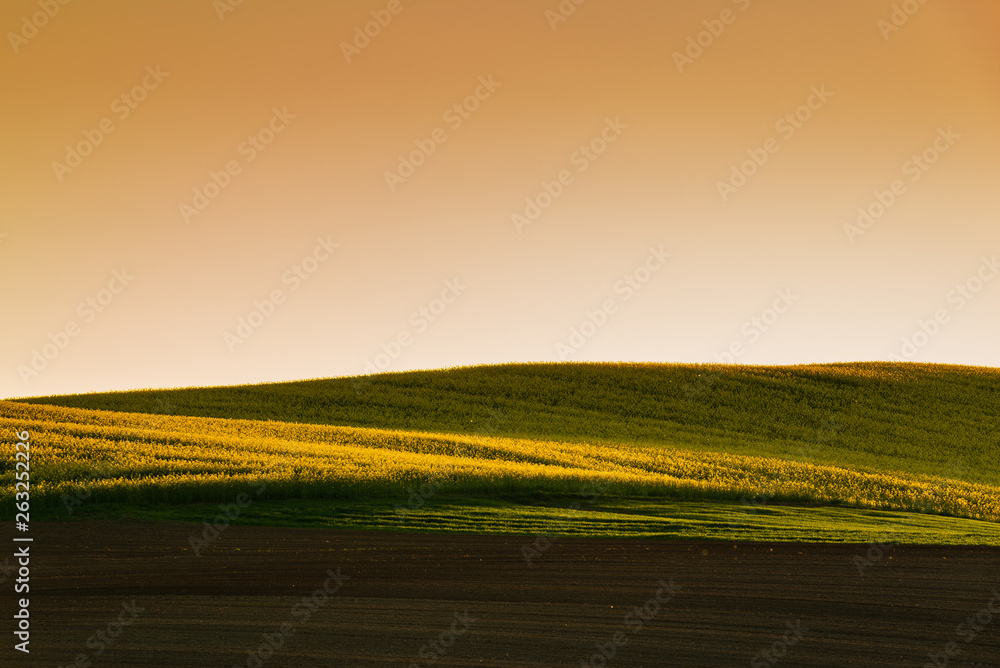 Obraz premium Sunset above the large yellow colza field