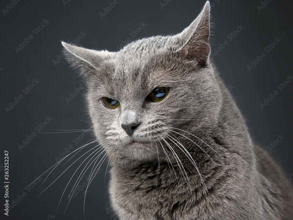 studio portrait of a beautiful grey cat on dark background