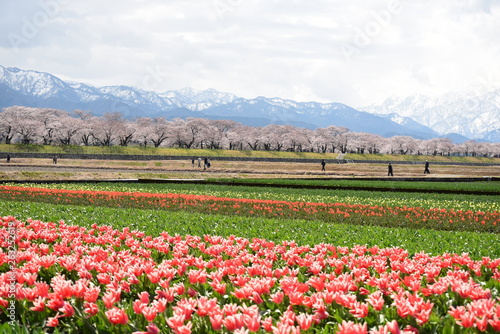 Wallpaper Mural 朝日町春の四重奏 Torontodigital.ca