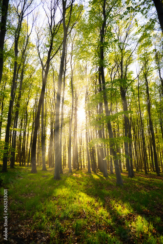 Fototapeta Naklejka Na Ścianę i Meble -  Sun rays in the beautiful green forest.