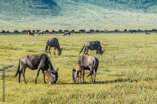 herd of wildebeest in serengeti national park tanzania africa