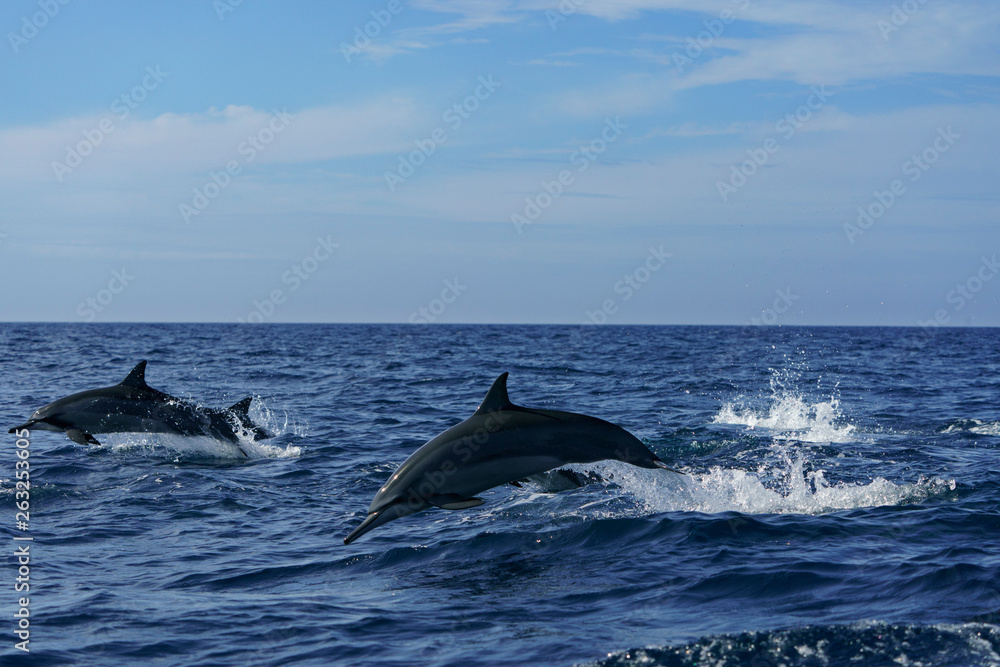 Naklejka premium ジャンプするハシナガイルカ 小笠原