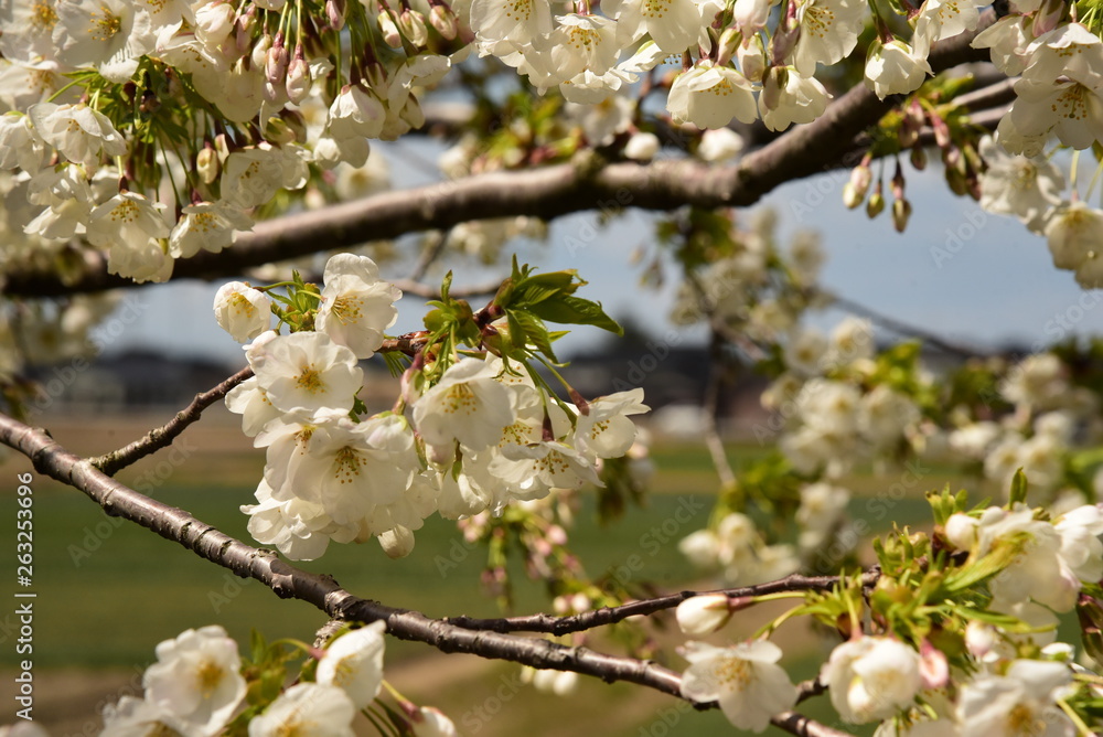 Obraz premium 朝日町春の四重奏