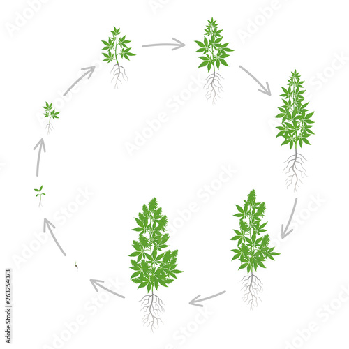 Circular growth stages of hemp plant. Marijuana round phases set. Cannabis indica ripening period. The life cycle. Weed Growing. Isolated vector illustration on white background.