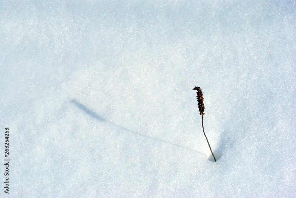 Obraz premium Dry dark plantago major flower twig covered with white snow, natural background