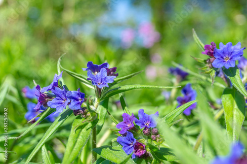 Blaurote Steinsame (Aegonychon purpurocaeruleum) blüht im Frühling. Kleine Blaurote Steinsame im April. Blaurote Steinsame Blumen.