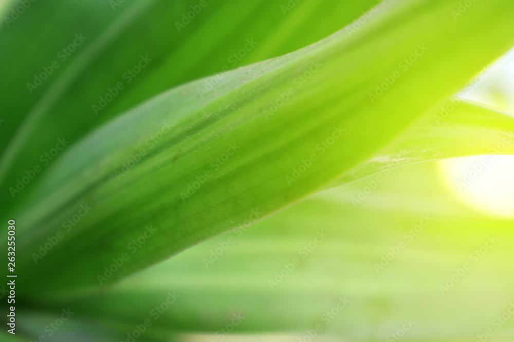 Obraz premium green nature background