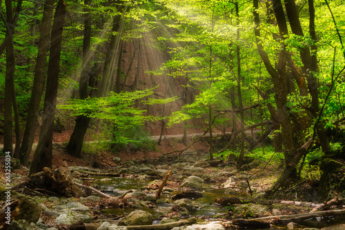 Flowing stream in the beautiful green forest