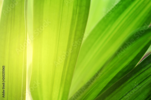 green leaf background