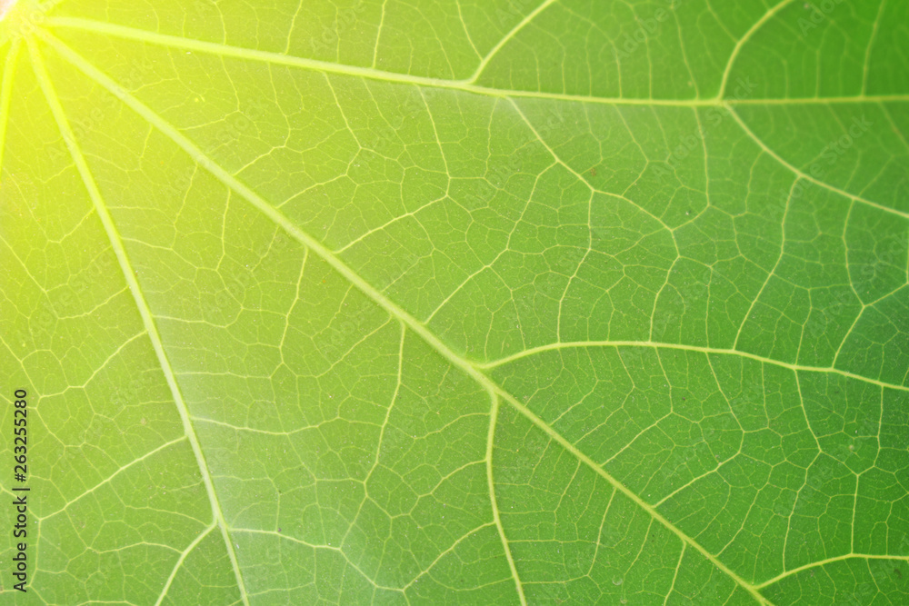 texture of leaf texture of leaf