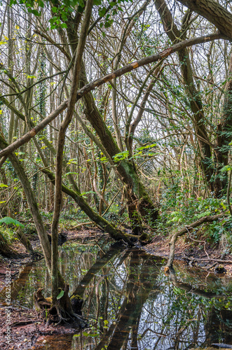 A pond in the middle of a woods in the South Staffordshire countryside