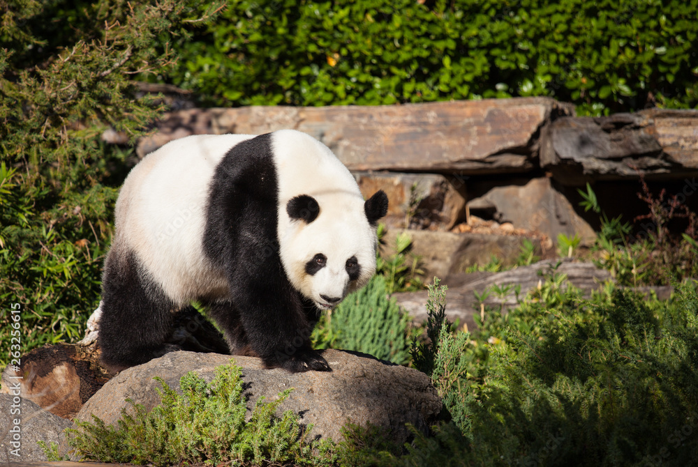 Obraz premium Giant panda, Ailuropoda melanoleuca, or Panda Bear. Close up of giant cute panda with bright black eyes looking at the camera.