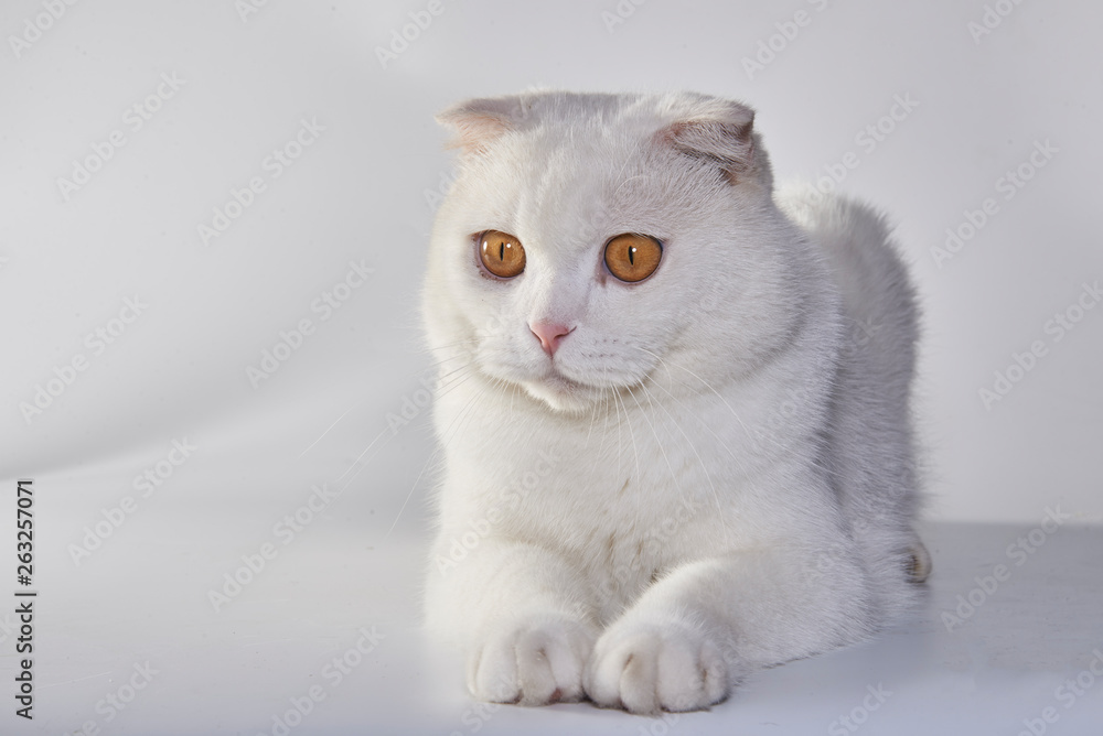 Cute white British short-hair cat, folded ear cat Photos | Adobe Stock