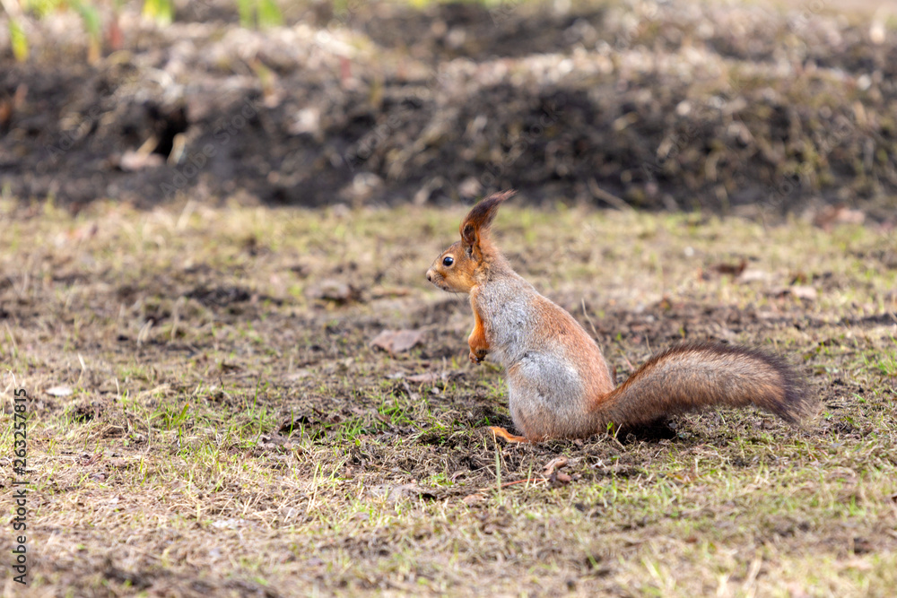 Obraz premium cute squirrel on the ground in a spring city park waiting for food