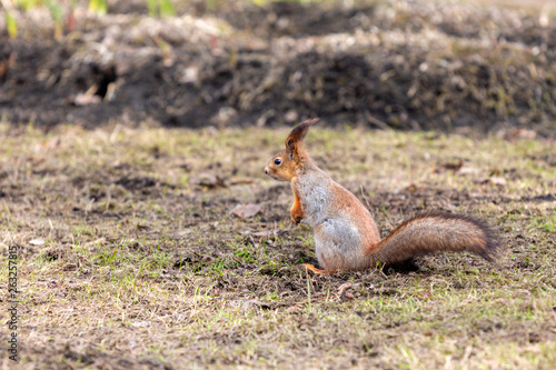 cute squirrel on the ground in a spring city park waiting for food © akintevs