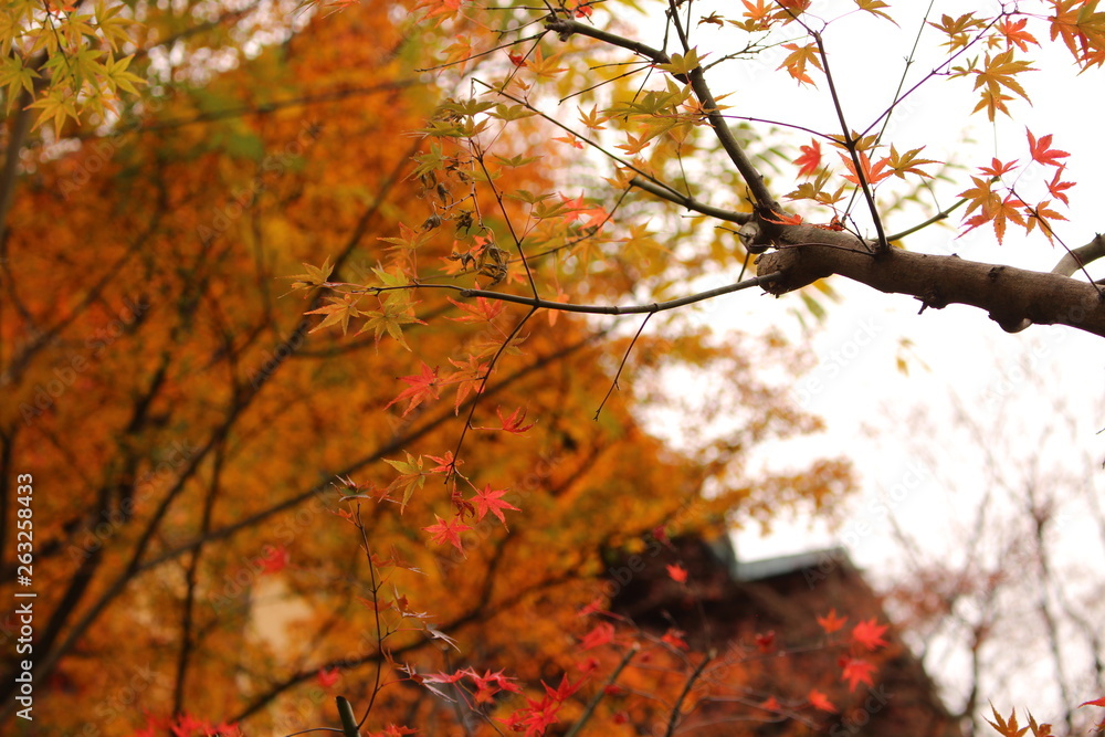 箱根の紅葉