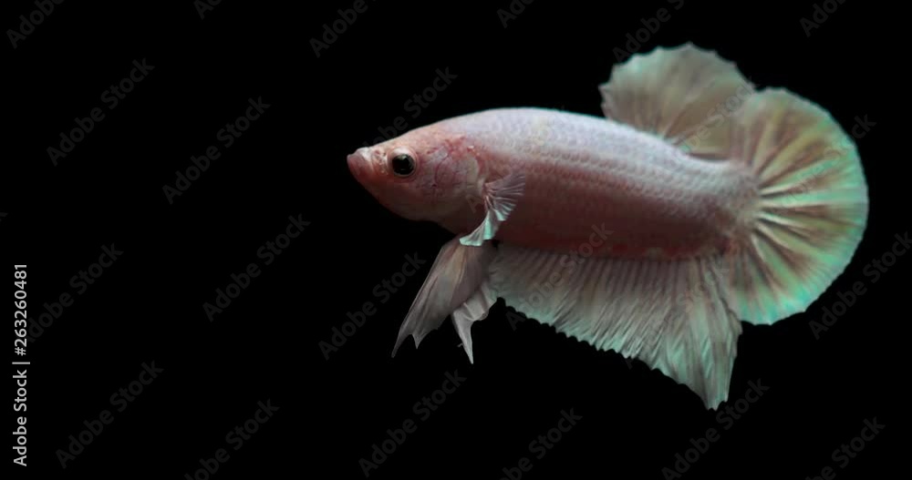 White fish in aquarium White fish in aquarium