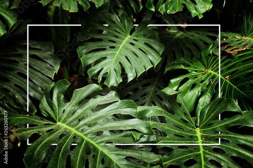 Fototapeta tropikalny liść monstera tekstury, liści natura zielone tło
