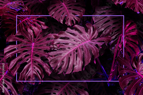 Ultra Violet background effect made of monstera tropical leaves