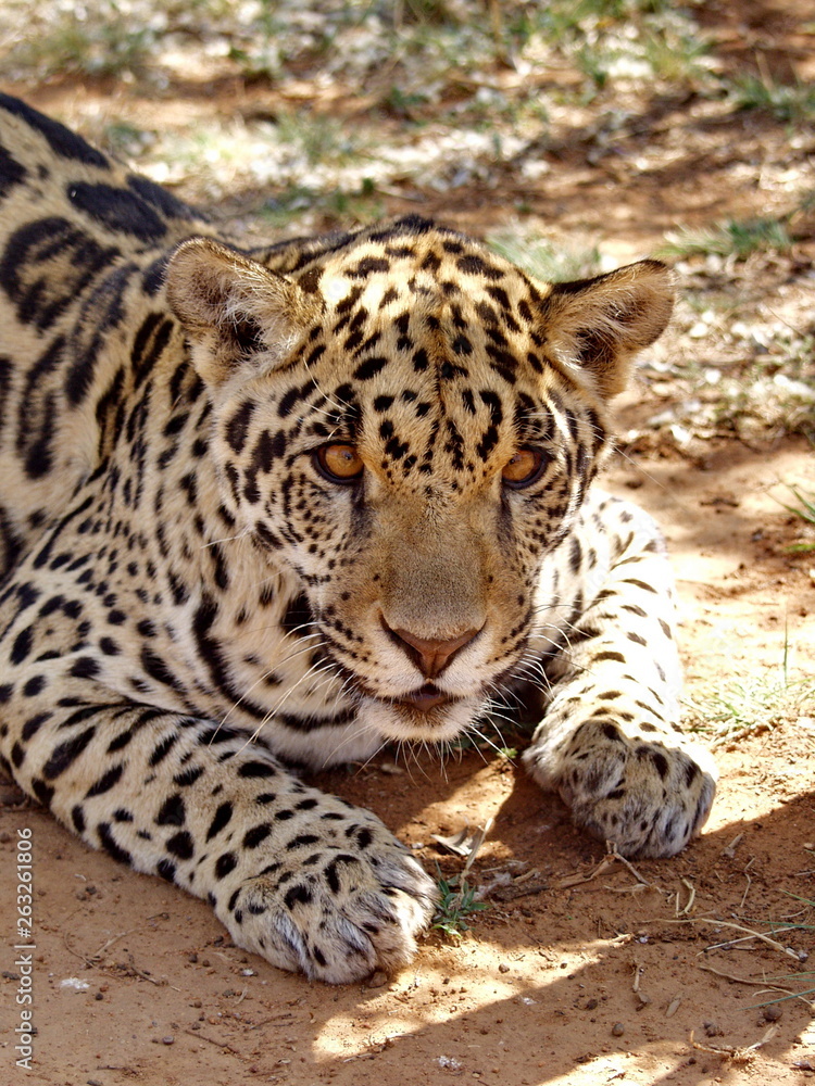 Fototapeta premium Jaguar