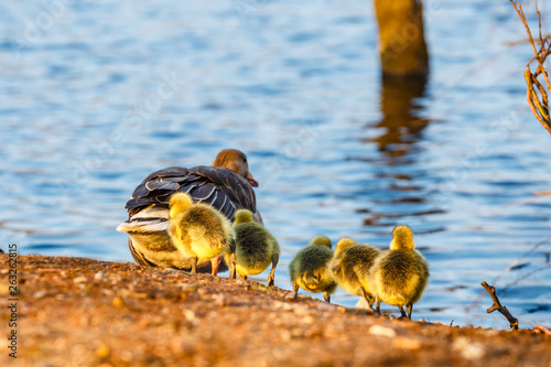 The European Greylags Goose with Chicks, closeup photo