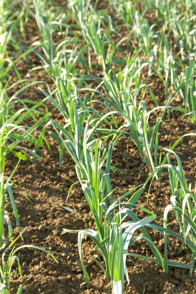 Obraz premium queue d’échalote