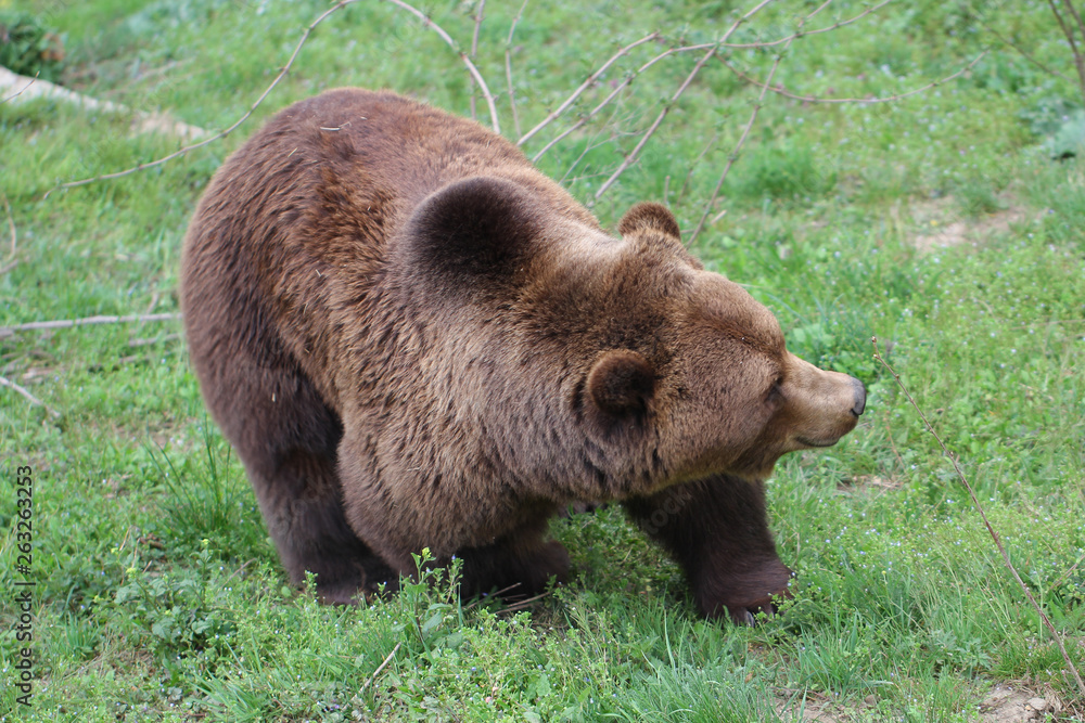 Teenage Wild Brown bear portrait in Europe national park, mammal life animal backgrounds Teenage Wild Brown bear portrait in Europe national park, mammal life animal backgrounds
