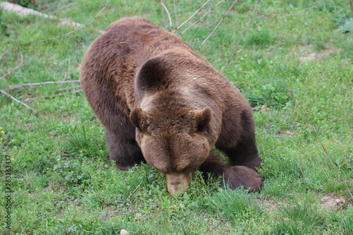 Teenage Wild Brown bear portrait in Europe national park, mammal life animal backgrounds