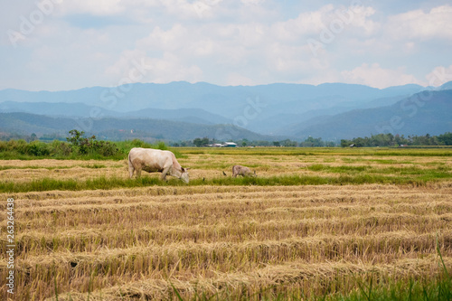 Cow eating grass or rice straw in rice field with cloudy sky and mountain background.  copy space.  Thailand
