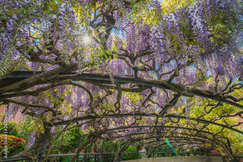 Ceiling of wisteria flowers in Ascona, south Switzerland