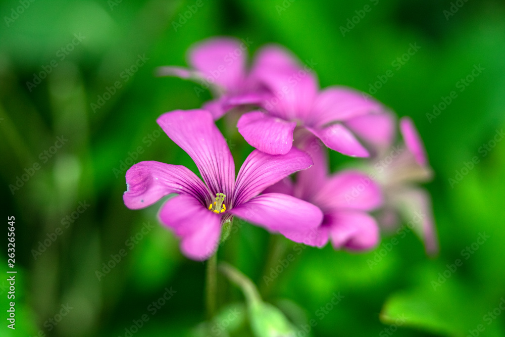 Pretty Pink Blossom Petal Flower Close Up Pretty Pink Blossom Petal Flower Close Up