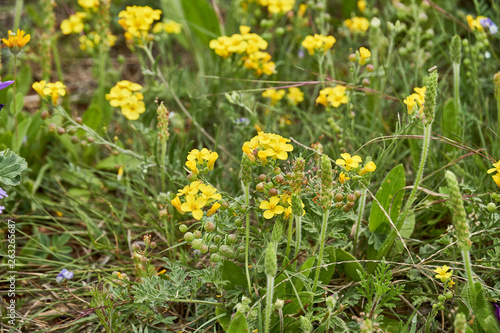 Lesquerella gordonii  Gordon s Bladderpod Texas Wildflower