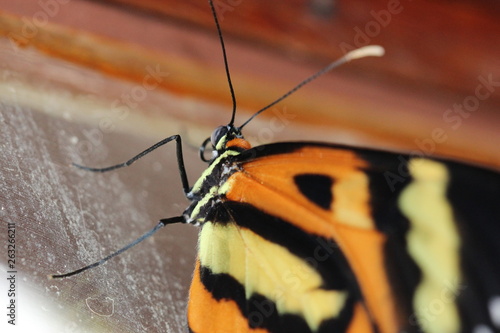 butterfly macro I © Ricardo